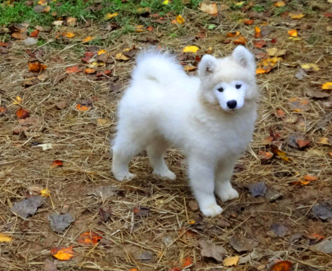 Moonlighter samoyeds best sale